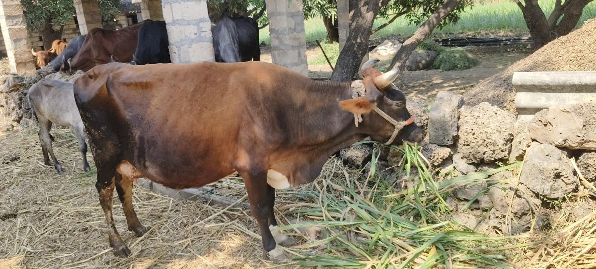 થંબનેલ 2