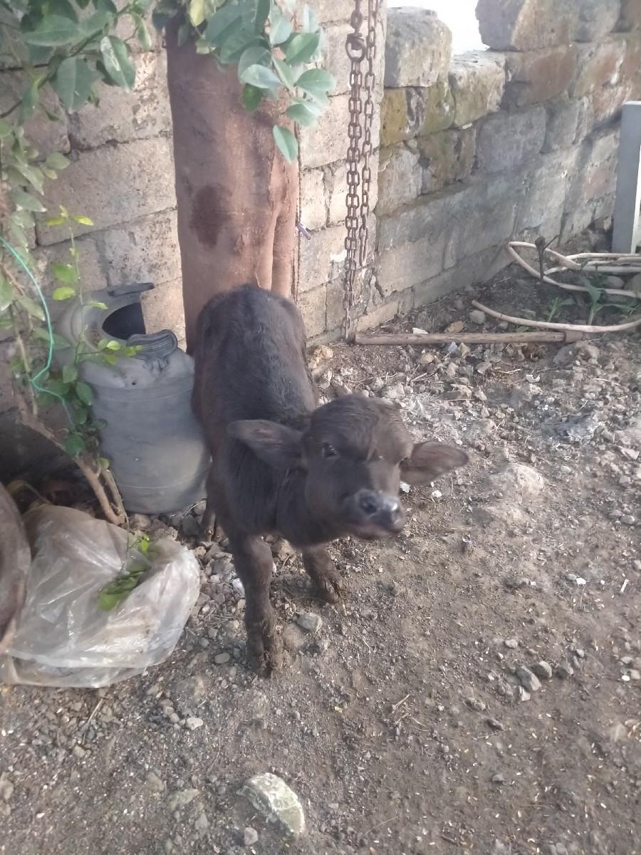 થંબનેલ 3