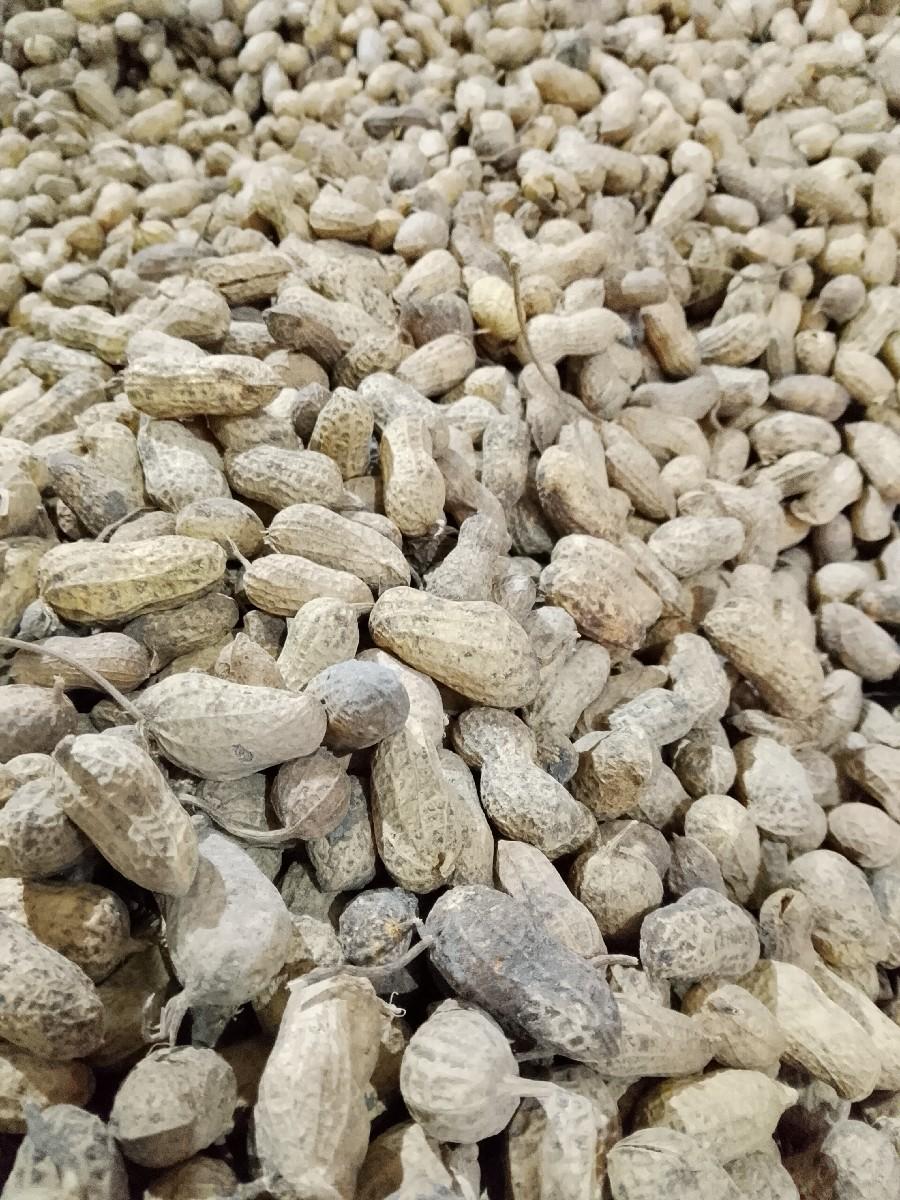 જી 20 સ.   માડવિ