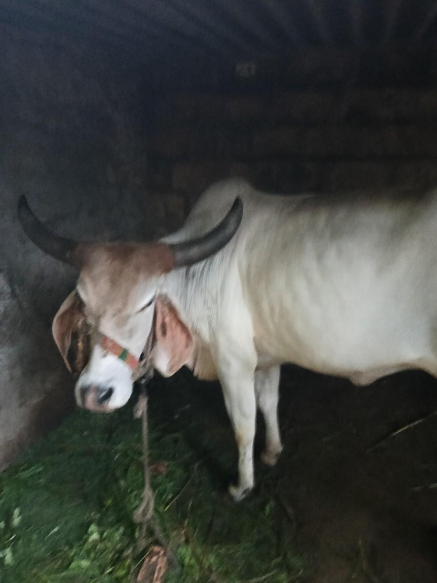 વેચવાની