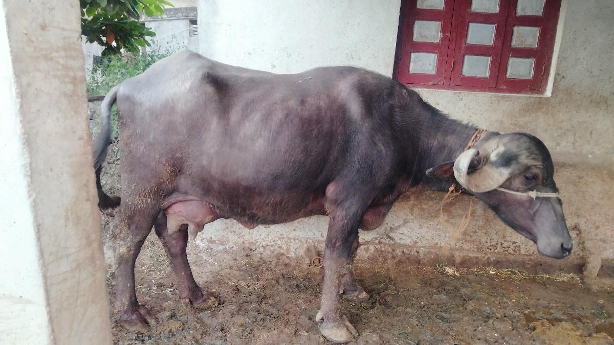 ભેસ વેચવાની છે