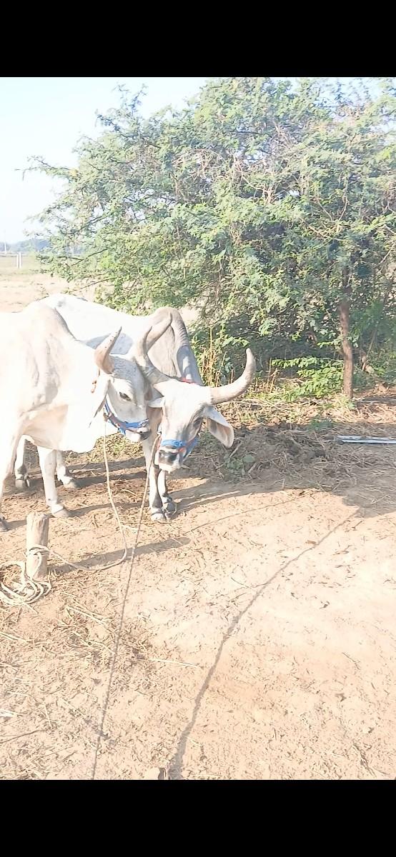 વેચવાના છે