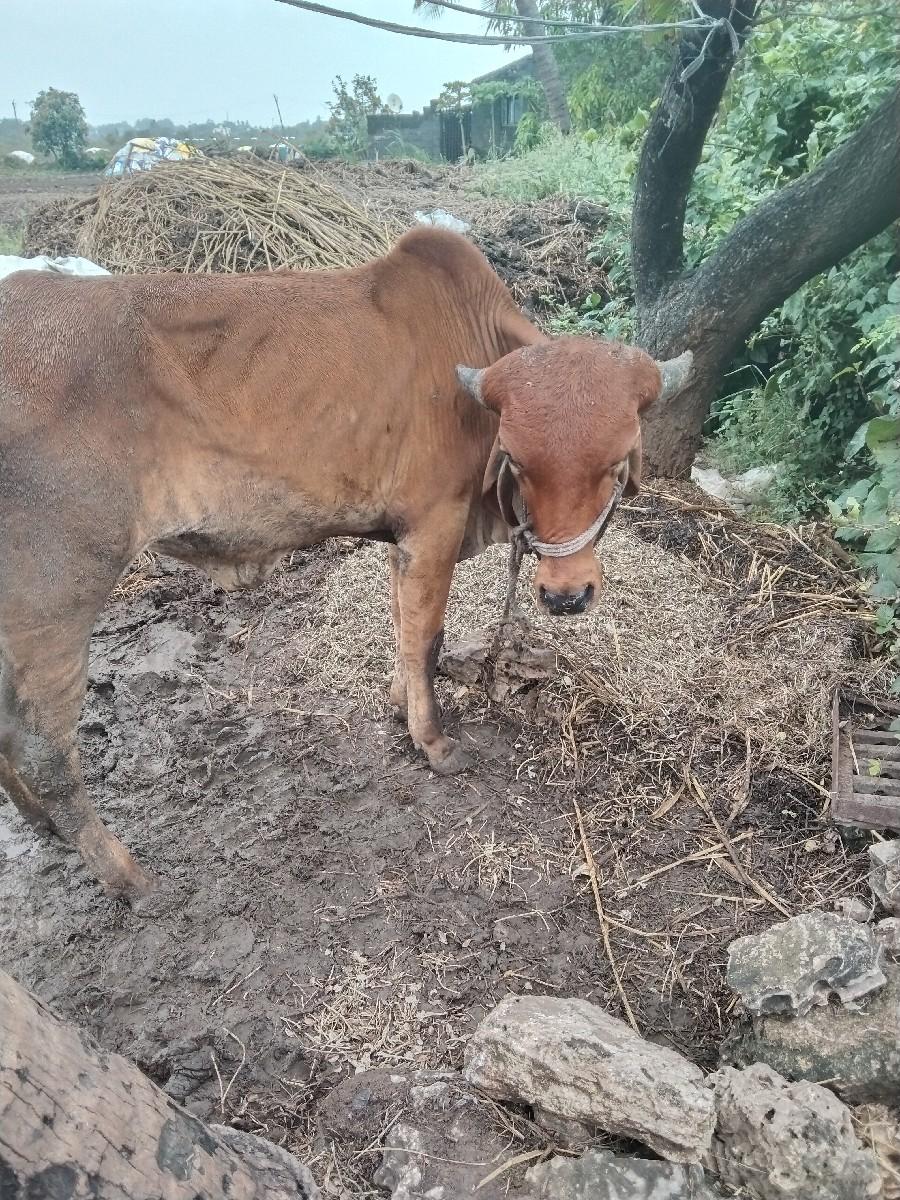 થંબનેલ 2