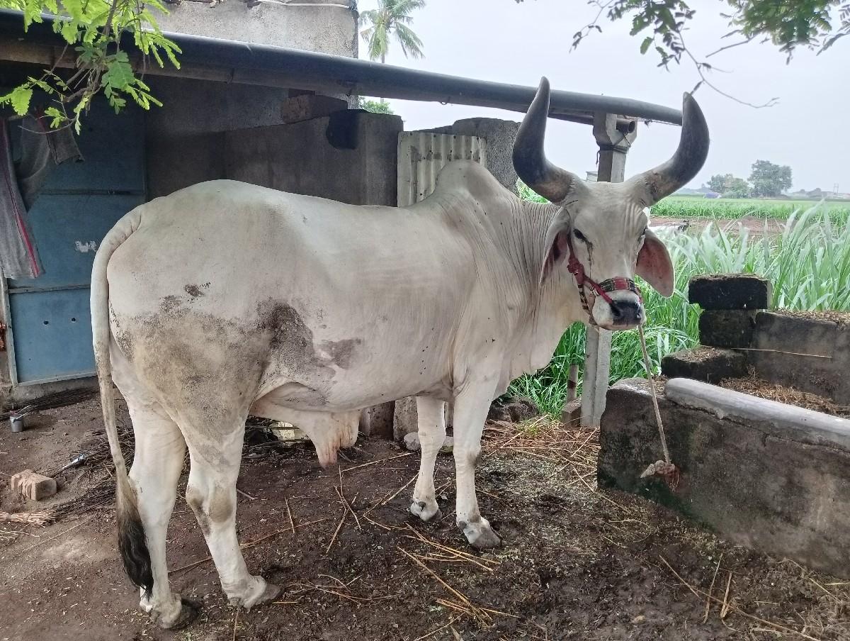 થંબનેલ 2