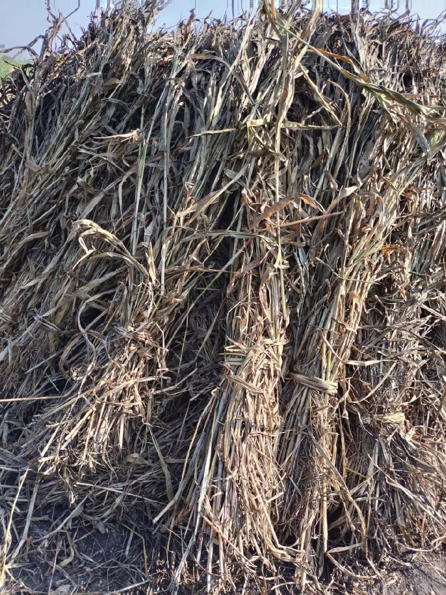 સૂકેલી જુવાર વેશવા નિછે.