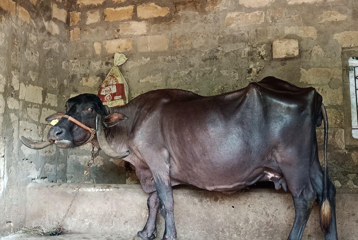 ભેંસ વેચવાની છે