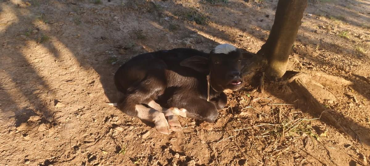 ભેંસ વેસવા ની છે