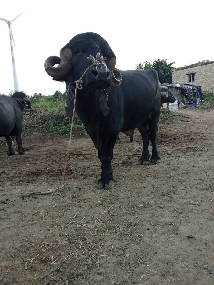 થંબનેલ 2