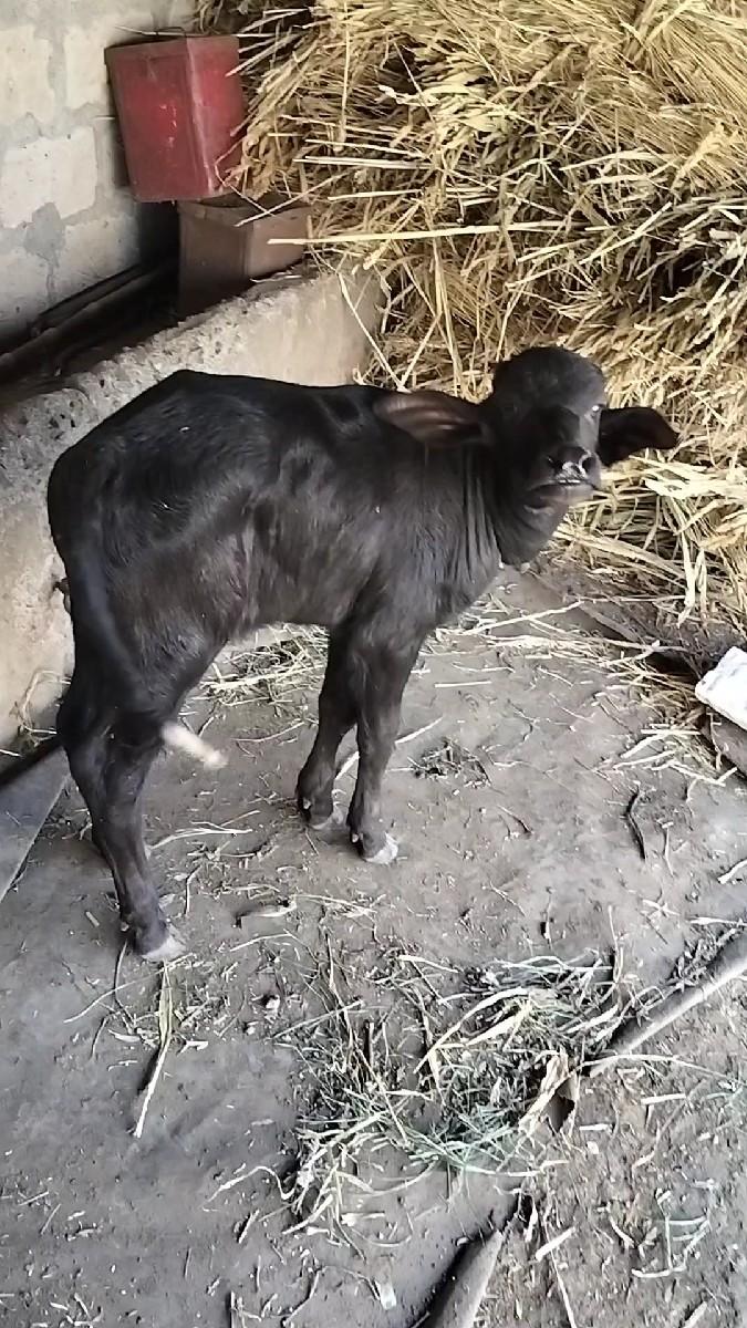 થંબનેલ 2