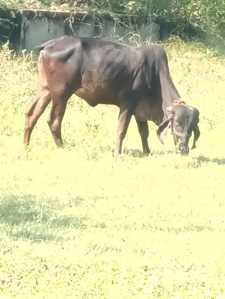 થંબનેલ 2