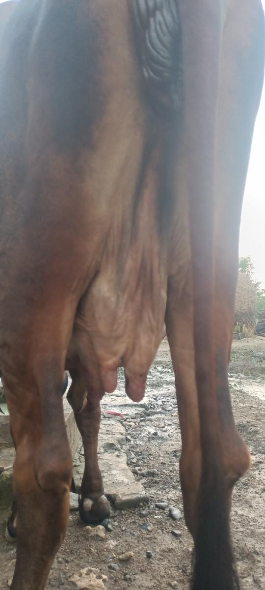 ગાય વેચવાની છે