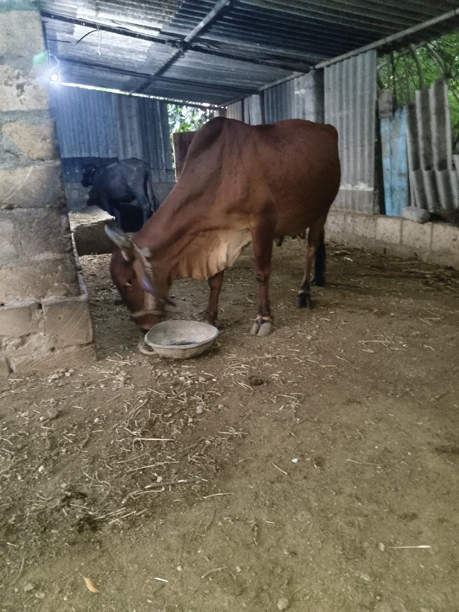 થંબનેલ 2