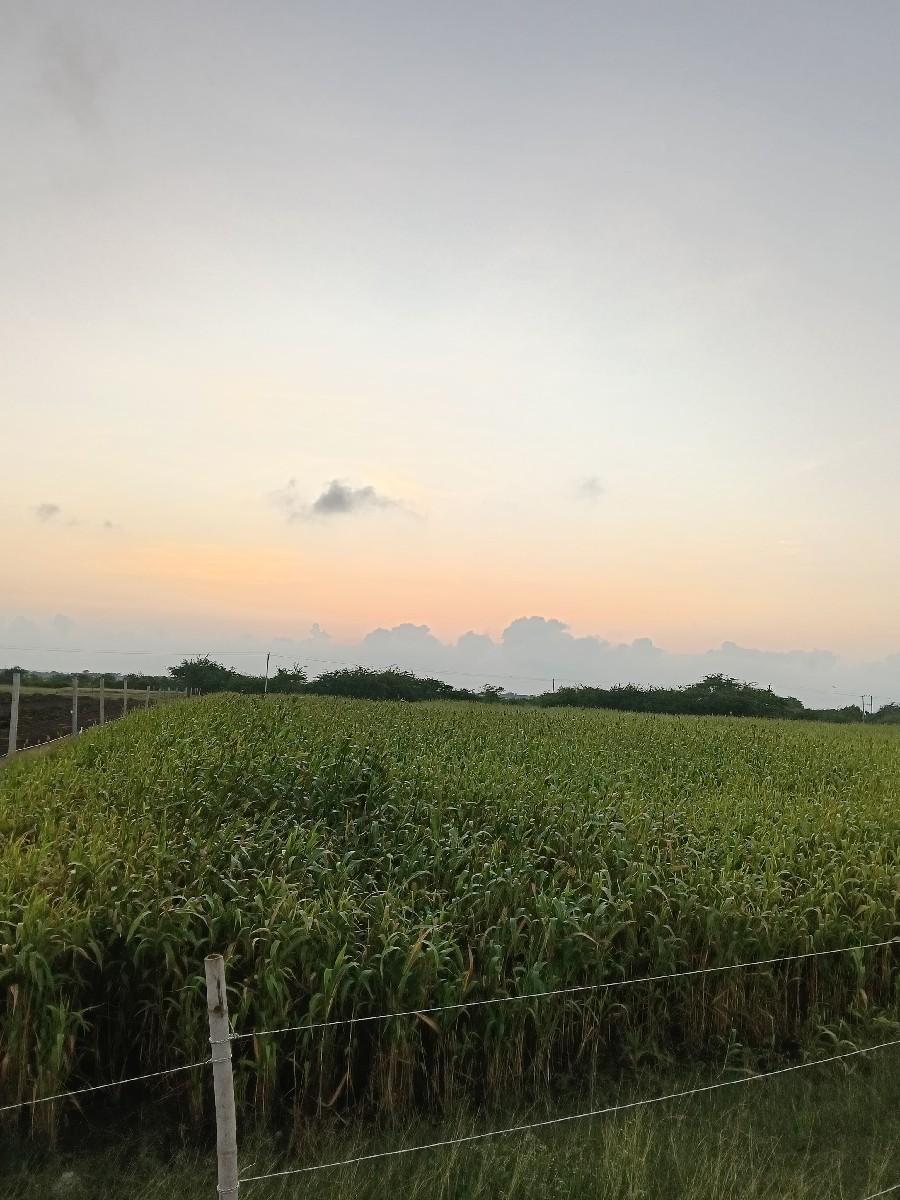 લીલો જુવાર નો સારો વેચવાનો છે