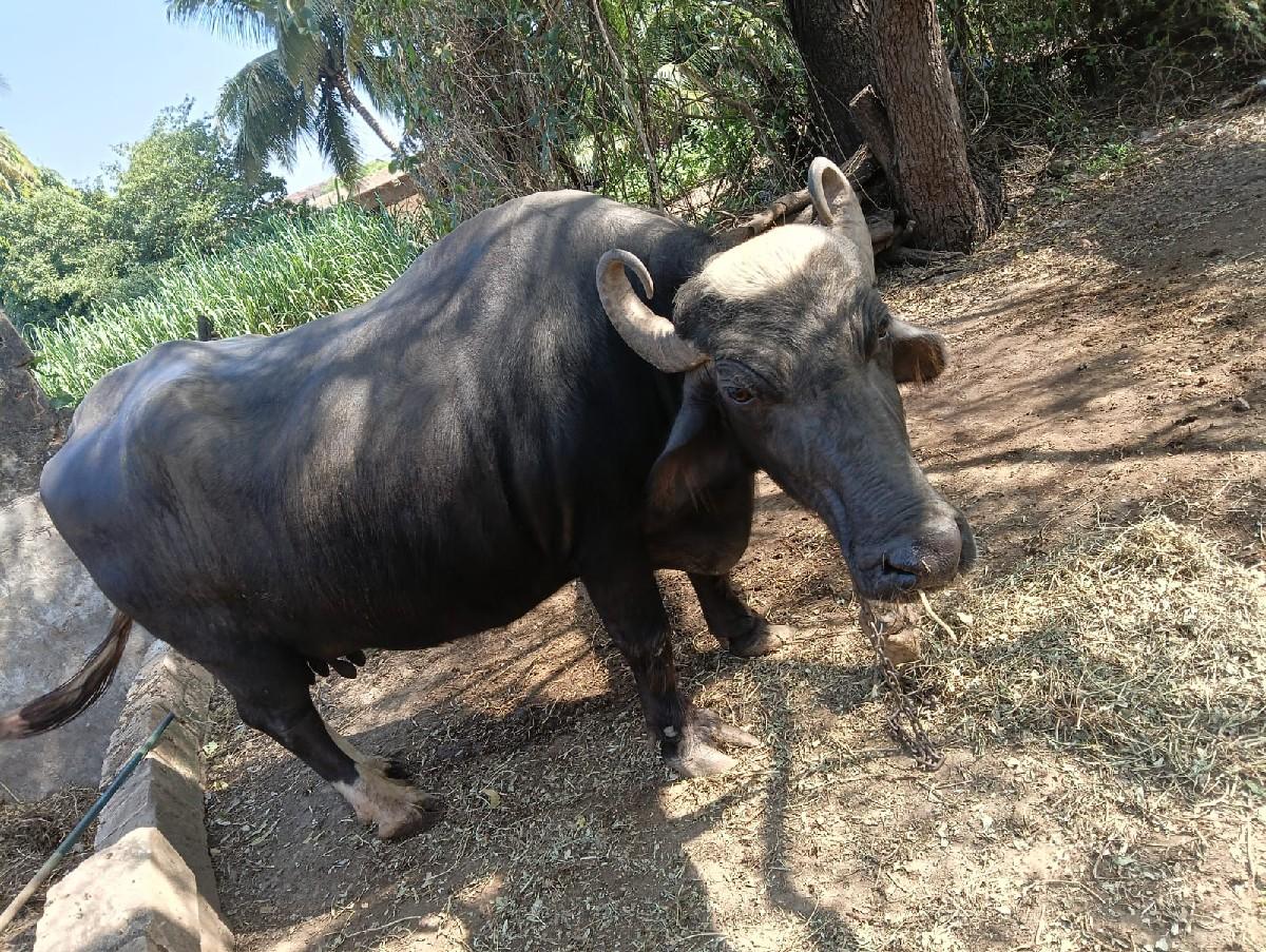 થંબનેલ 2