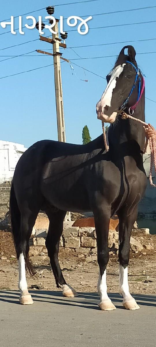 ઘોડી વેસવાની છે