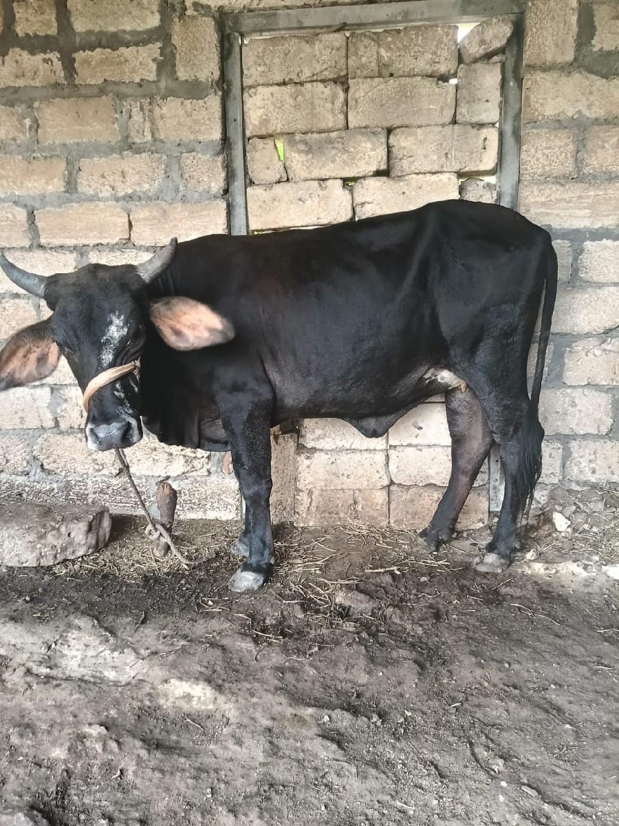 ચાર વર્ષનું ઓળખવું છે