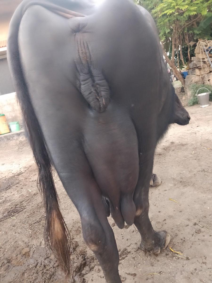 ભેંસ વેચવા ની છે