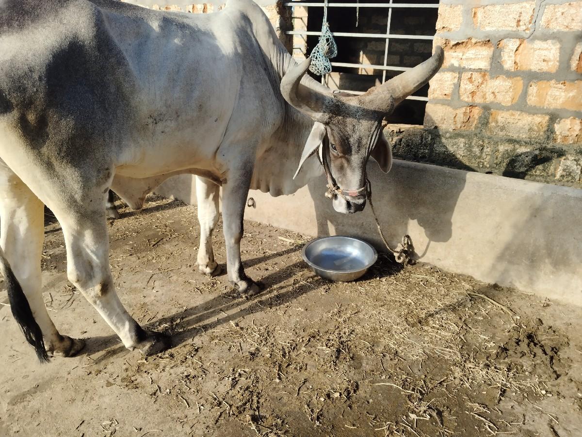 બરદ વેસવાનો છે