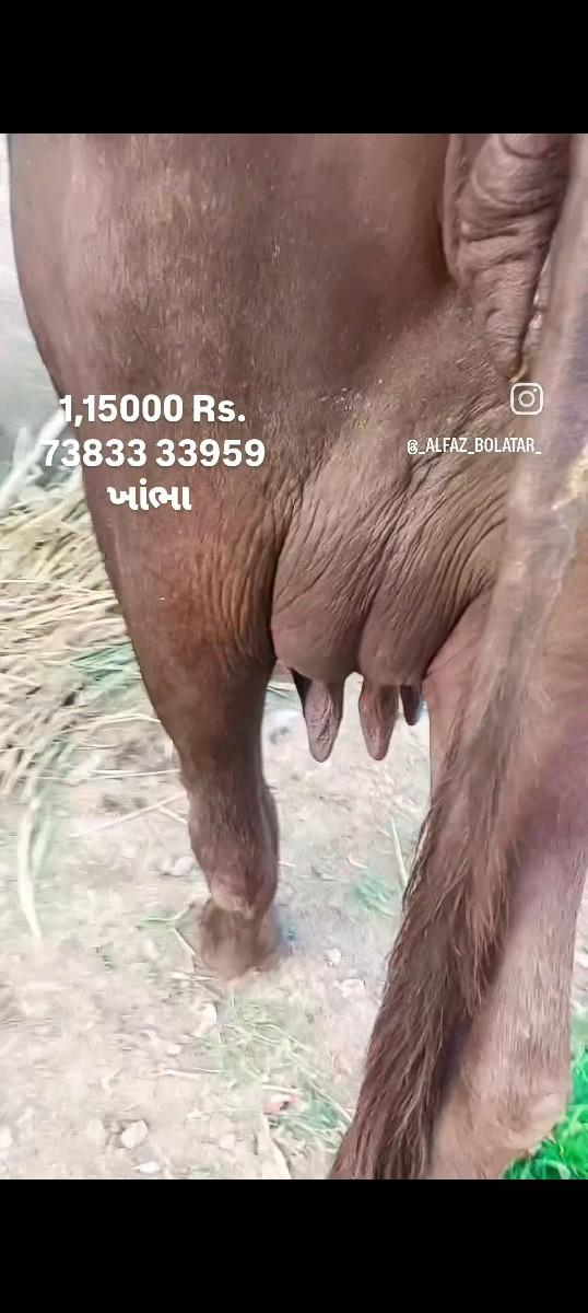 થંબનેલ 3