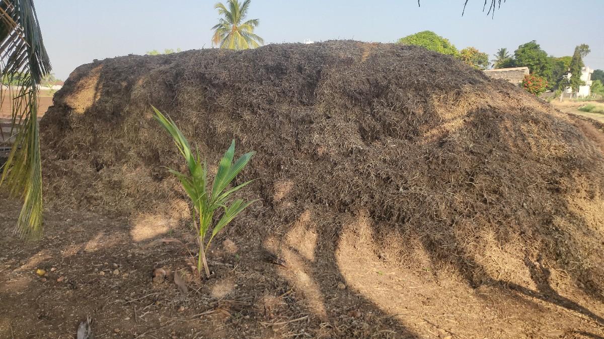 મંડવિયું