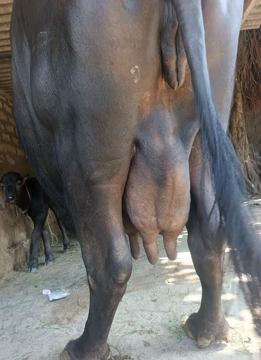 ભૅચ વૅચવાની છૅ.