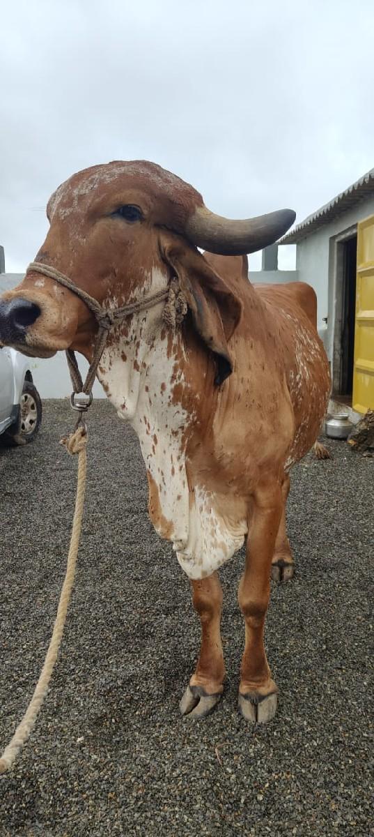 ગીર હોડકી વેચવાની છે