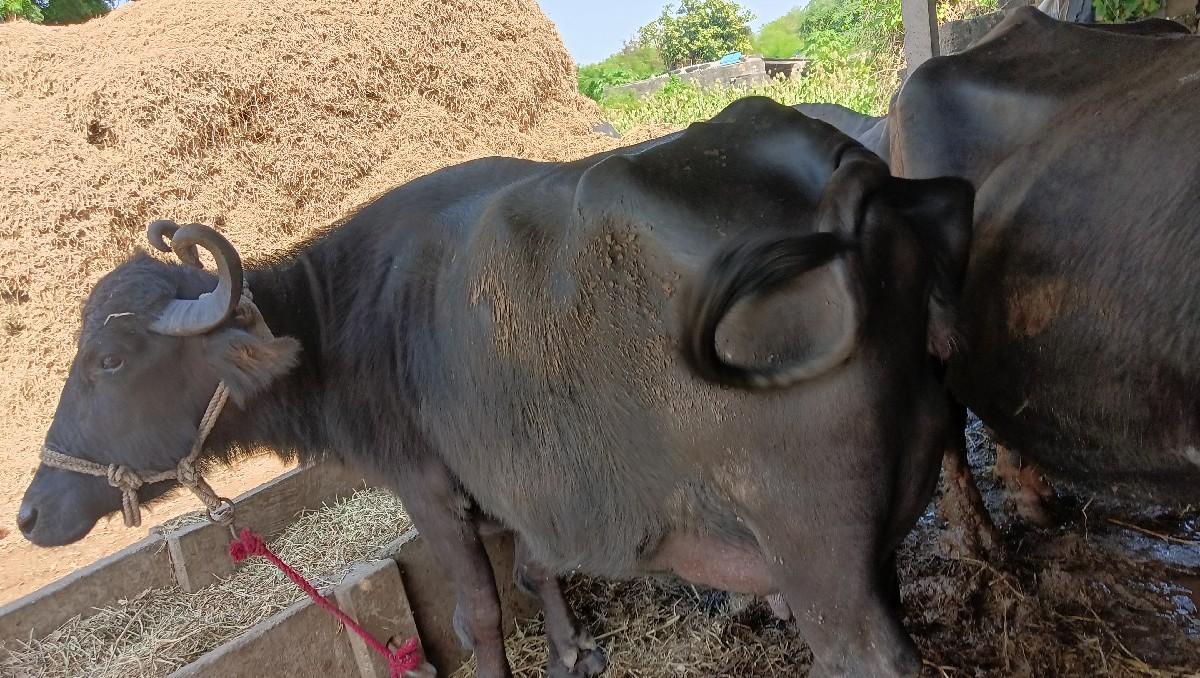 થંબનેલ 3