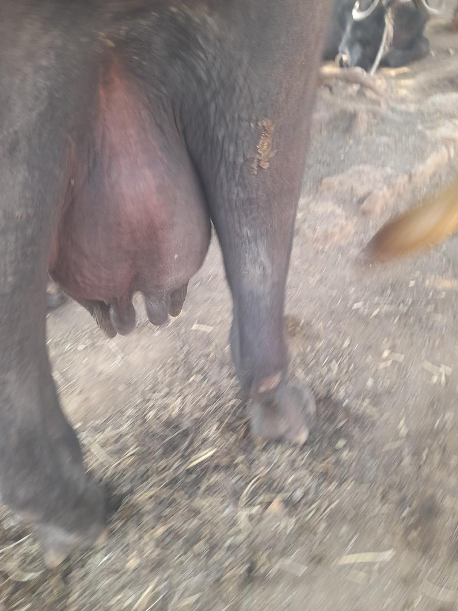 ભેંસ વેચવાની છે