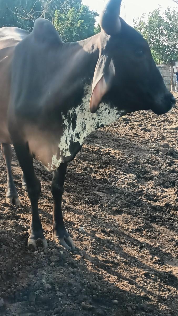 થંબનેલ 6