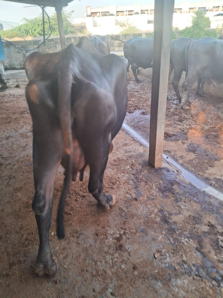 થંબનેલ 3