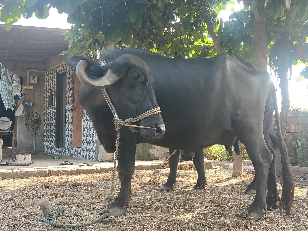 વેચવાની છે