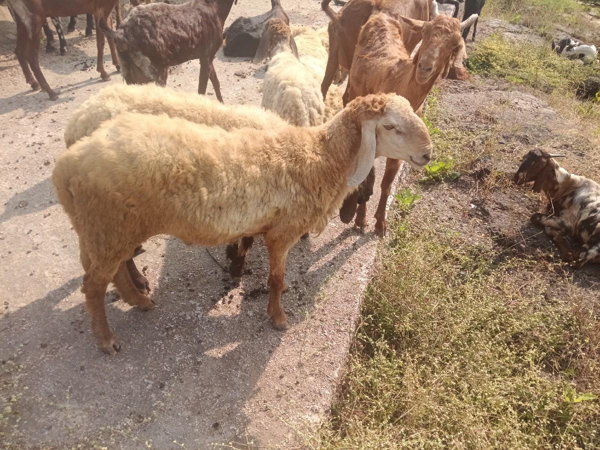 थंबनेल 2