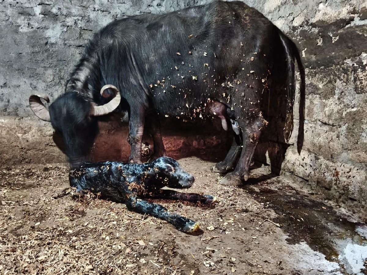 થંબનેલ 3