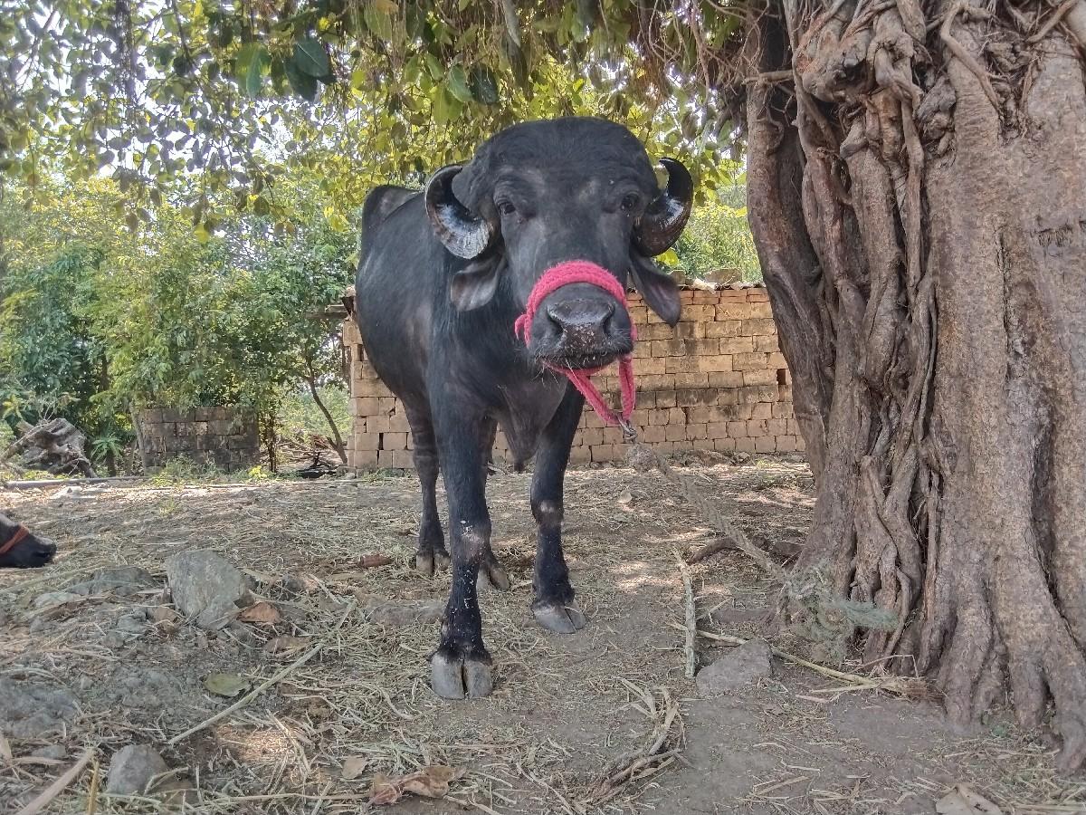 1 વેતર ખડેલી