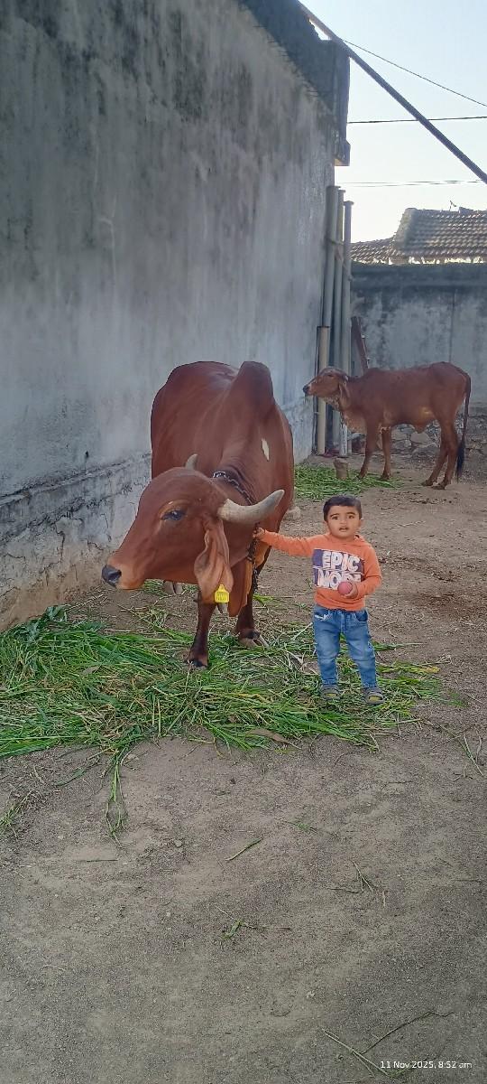 થંબનેલ 3