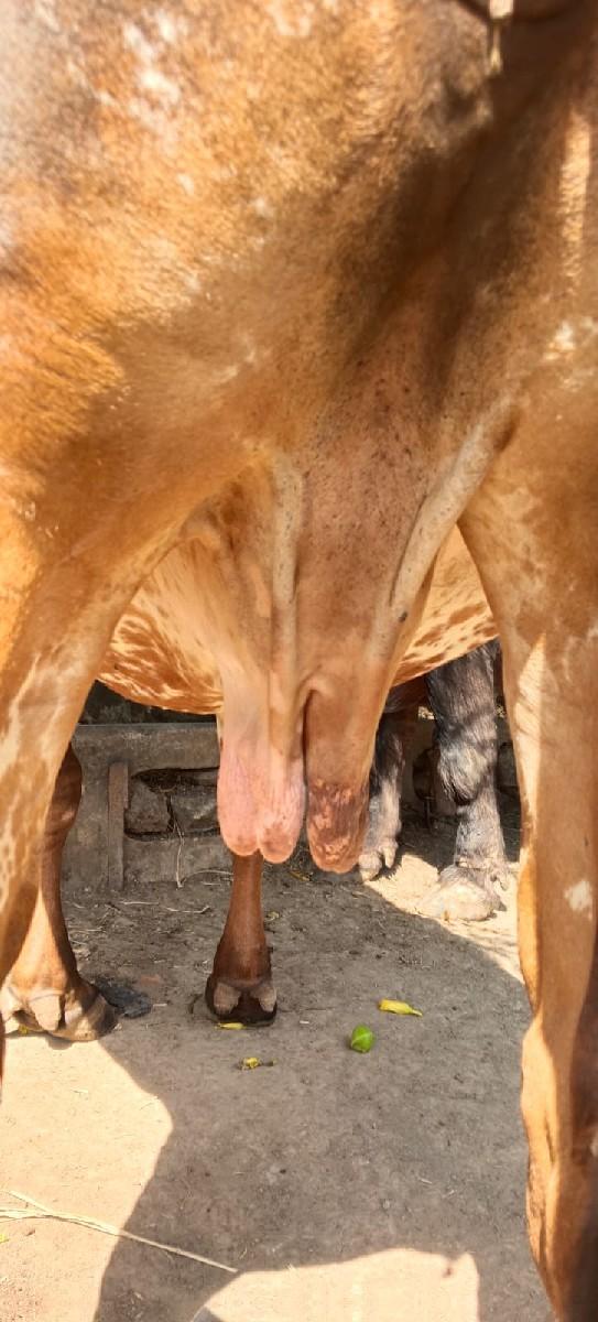 થંબનેલ 2