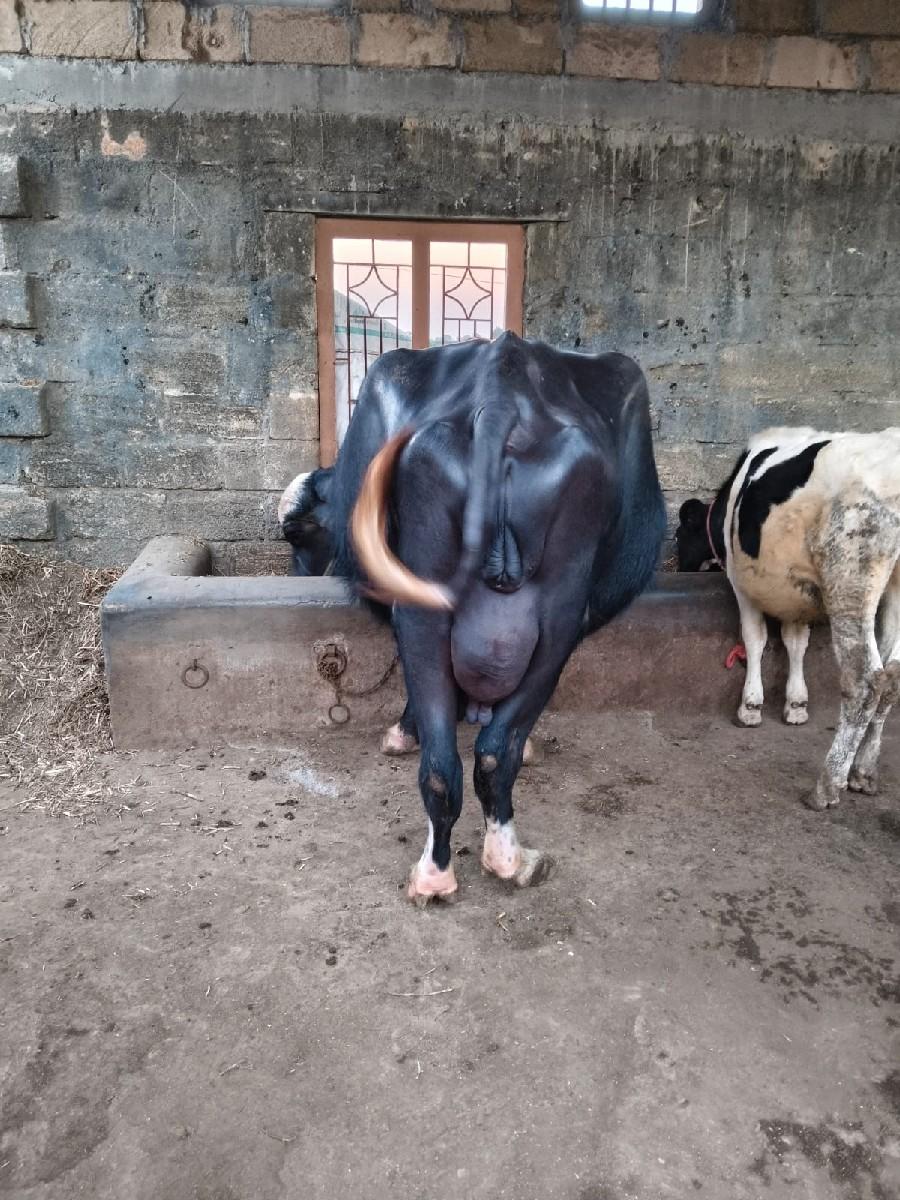 bhesh veshvani che biju vetar