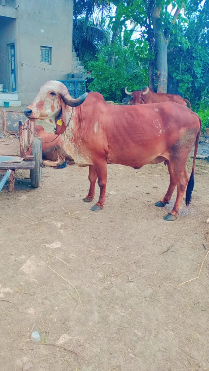 થંબનેલ 3