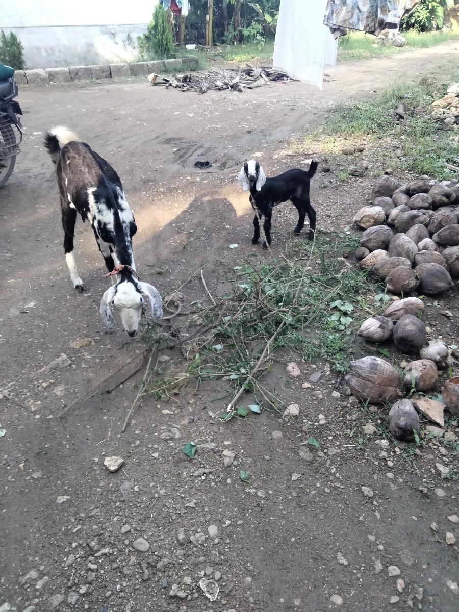 બકરી વૅચવાનીછે