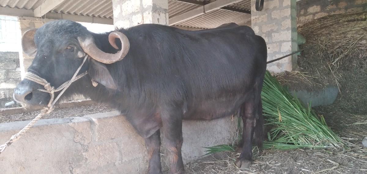 bhainsvane se Paisa Vaswani se