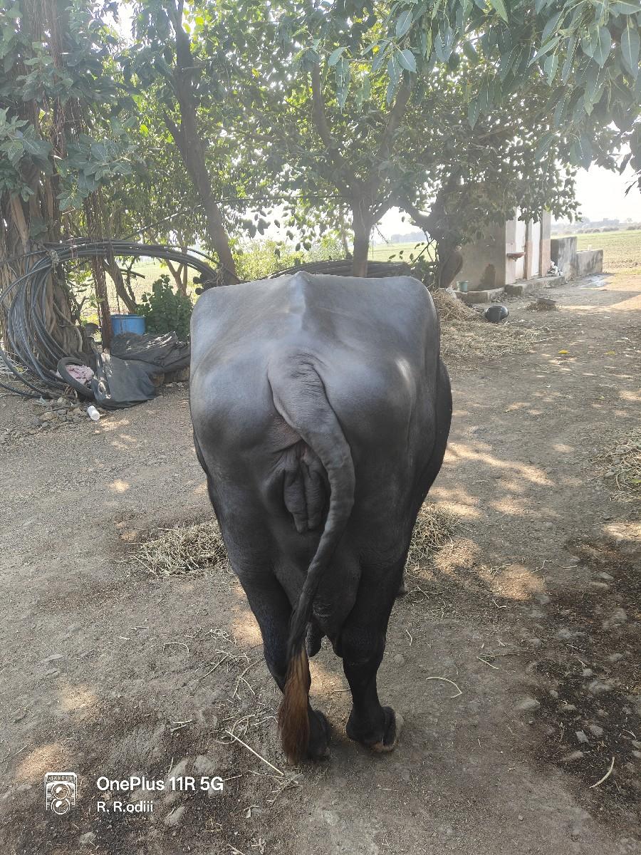 થંબનેલ 3