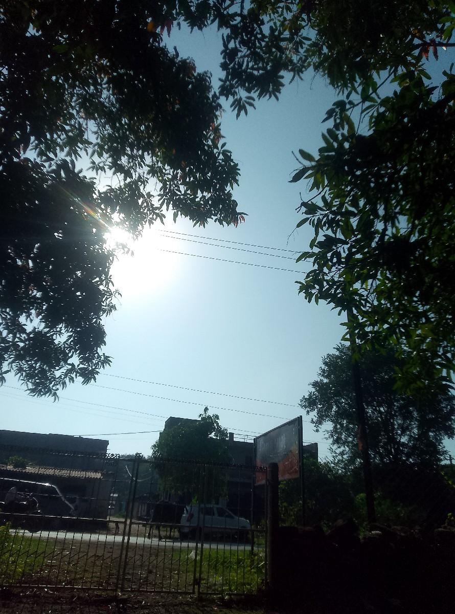 જર્મન શેફર્ડ