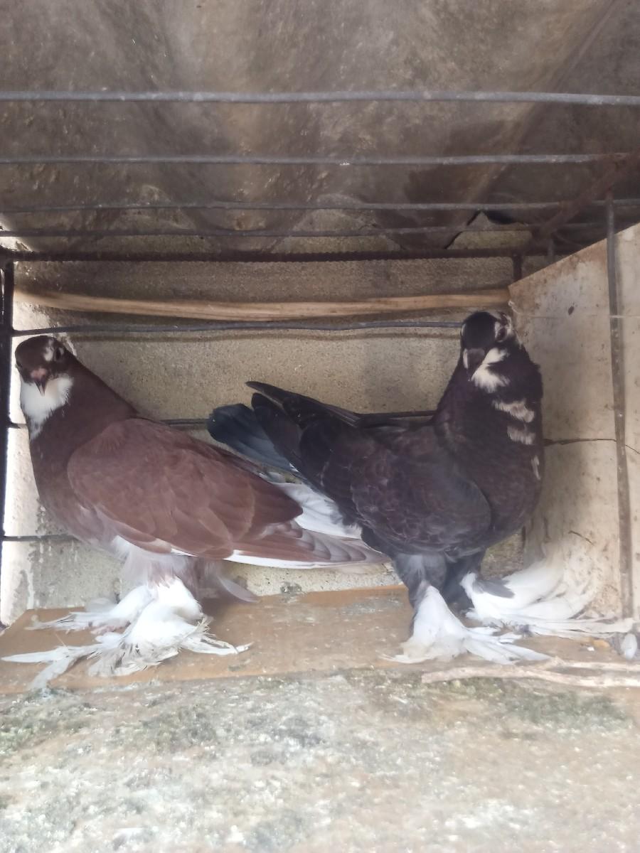 થંબનેલ 2