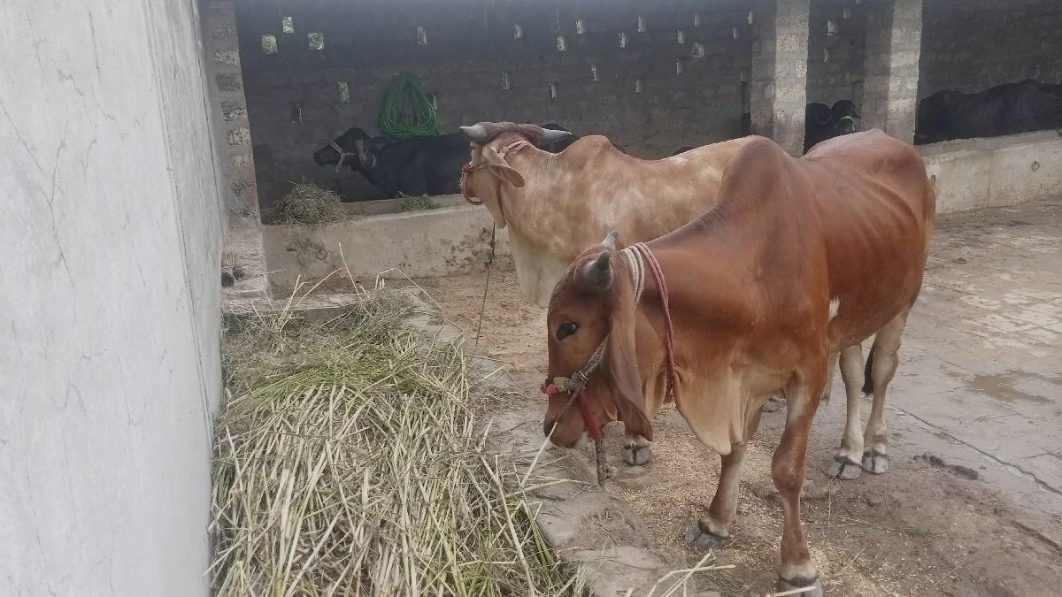 થંબનેલ 2