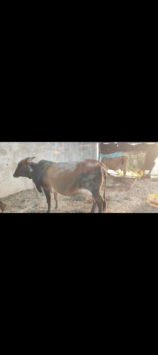 થંબનેલ 3