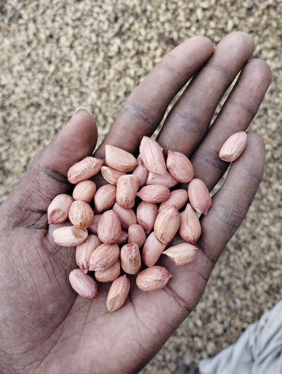 20 નંબર માંડવી બીયારણ માટે આપવાની છ