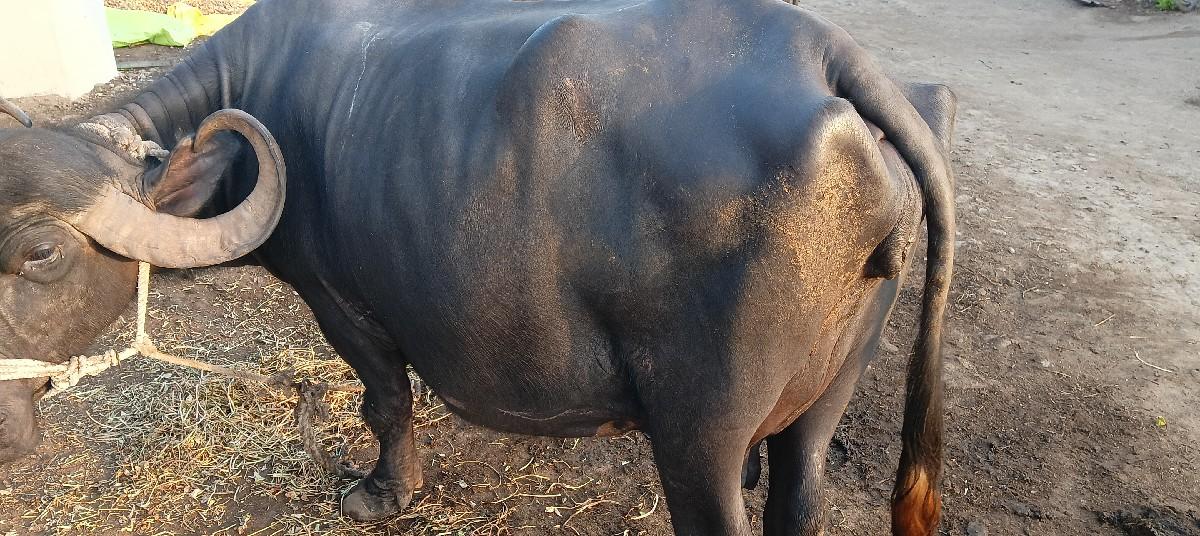 થંબનેલ 2