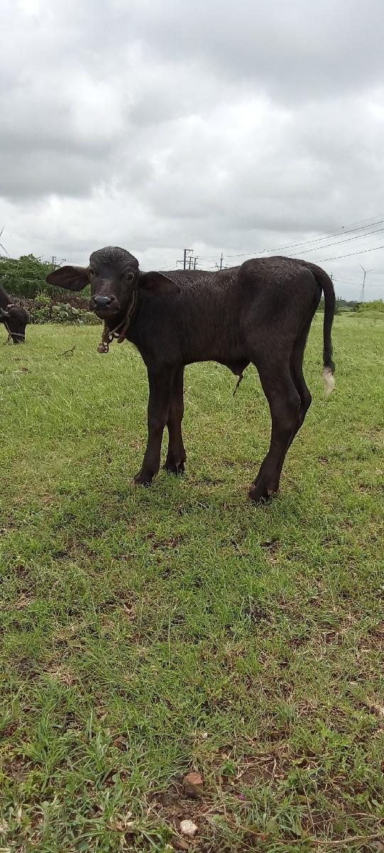 ભેંસ વેચવાની છે