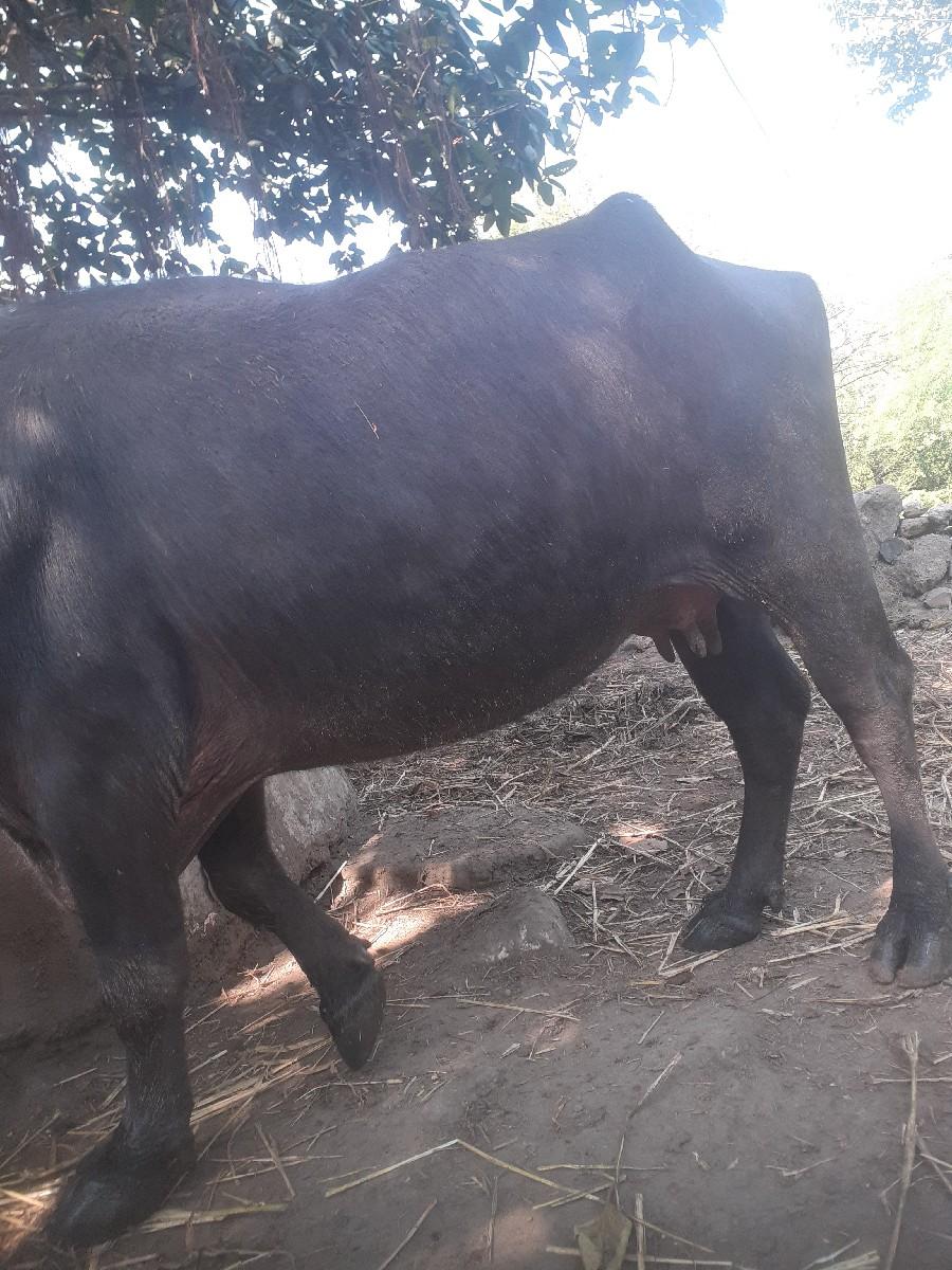 ભેચવેચવાનિછે