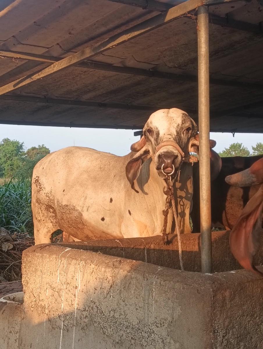 થંબનેલ 2